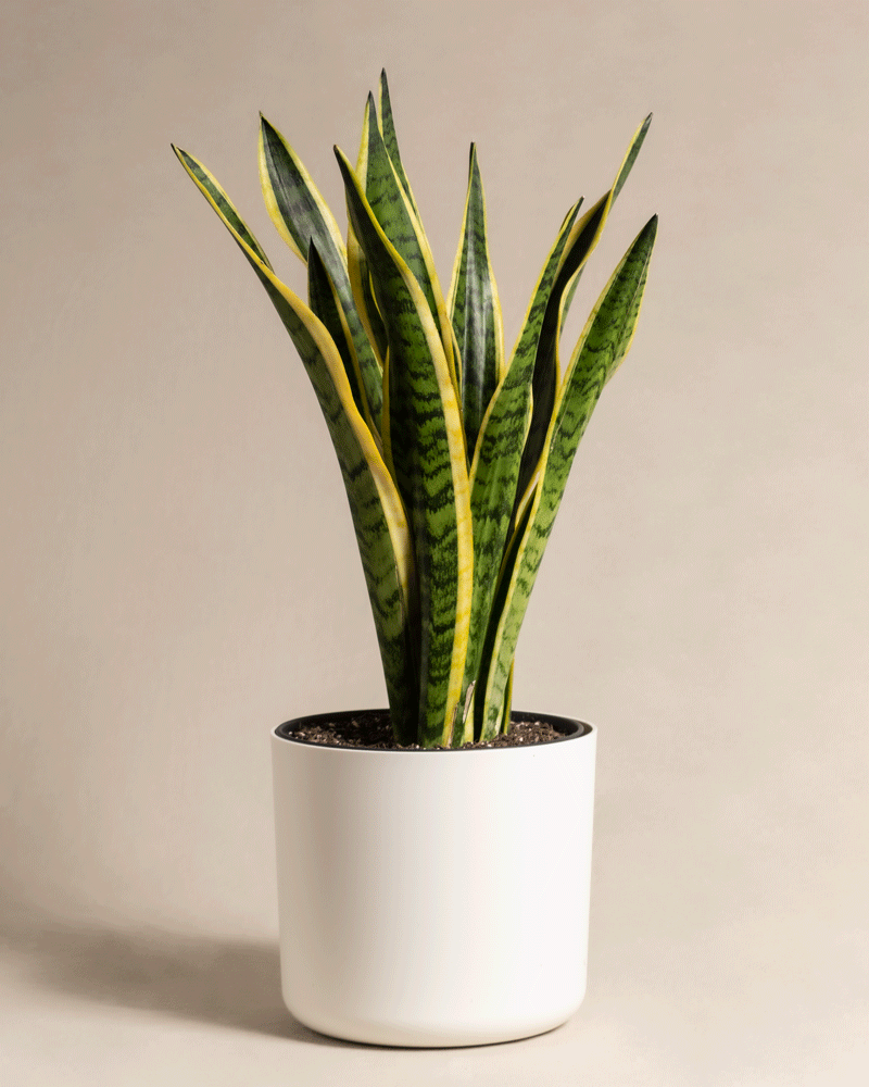 feey-gro-e-schwiegermutterzunge-laurentii-xl-60-70-cm-sansevieria image 5