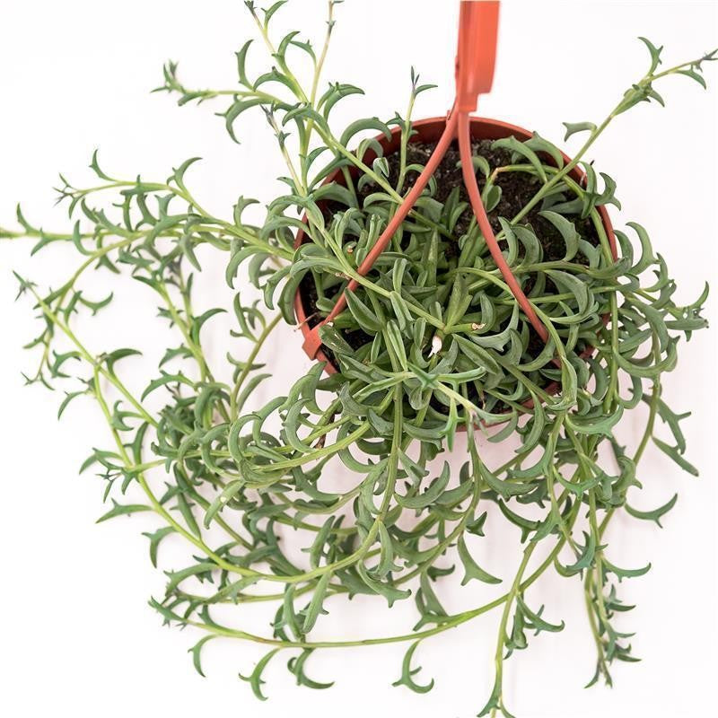 pasiora-senecio-peregrinus-string-of-dolphins-ampel-12-cm-topf image 3