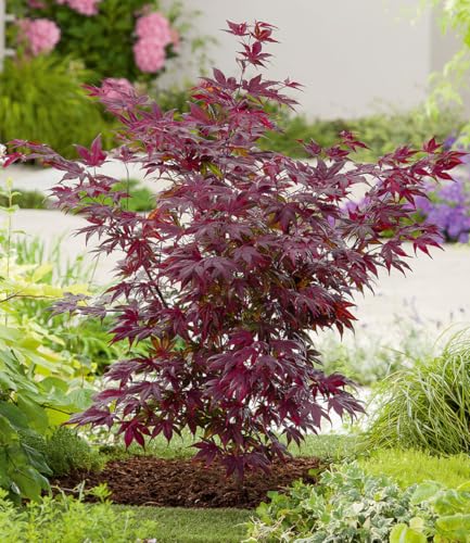 baldur-garten-japanischer-ahorn-burgund-im-12-cm-topf image 5