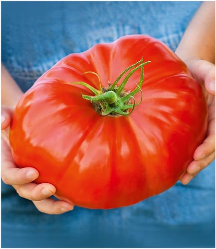 baldur-garten-gigantomo-f1-fleisch-tomate-2-pflanzen image 4