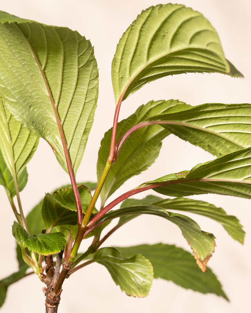 feey-rosa-winterschneeball-viburnum-charles-lamont-2-3-m image 7