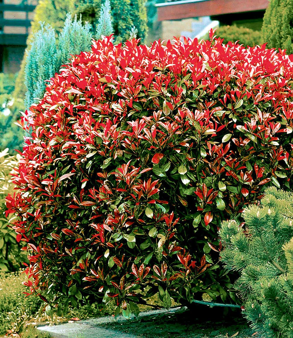 baldur-garten-immergr-ne-photinia-red-robin-5er-set-im-9x9-cm-topf image 4