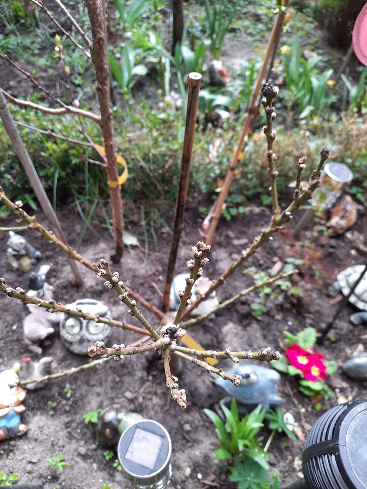 Blüte im ersten Jahr