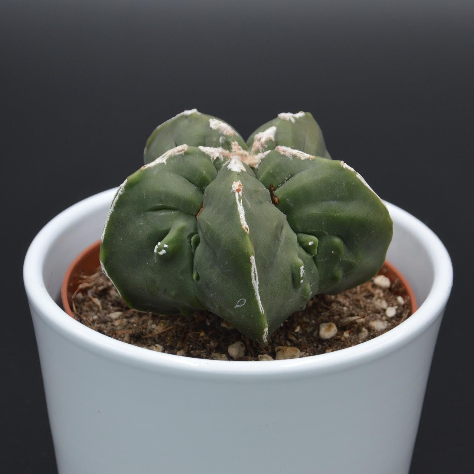 pasiora-astrophytum-myriostigma-f-nuda-monstrose-kaktus-10-5cm-topf image 1