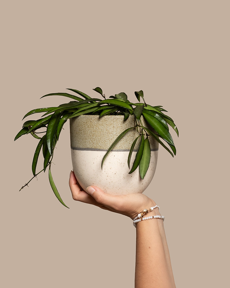 feey-hoya-wayetii-porzellanblume-zimmerpflanze-13-cm-topf image 1