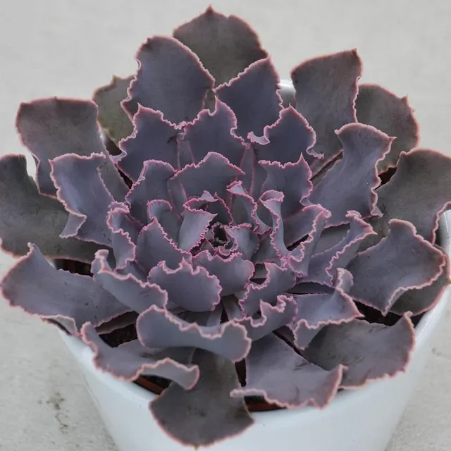 pasiora-echeveria-shaviana-pink-frills-sukkulente-10-5cm-topf image 1