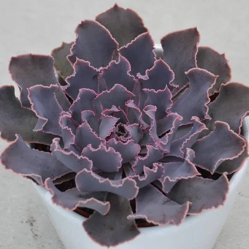 pasiora-echeveria-shaviana-pink-frills-sukkulente-10-5cm-topf image 1