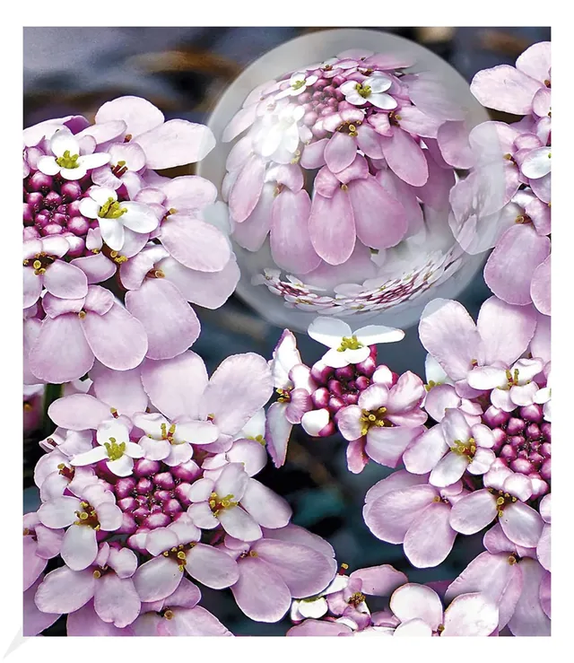 baldur-garten-3x-bodendecker-mazus-reptans-lippenm-ulchen-im-9x9-cm-topf image 1