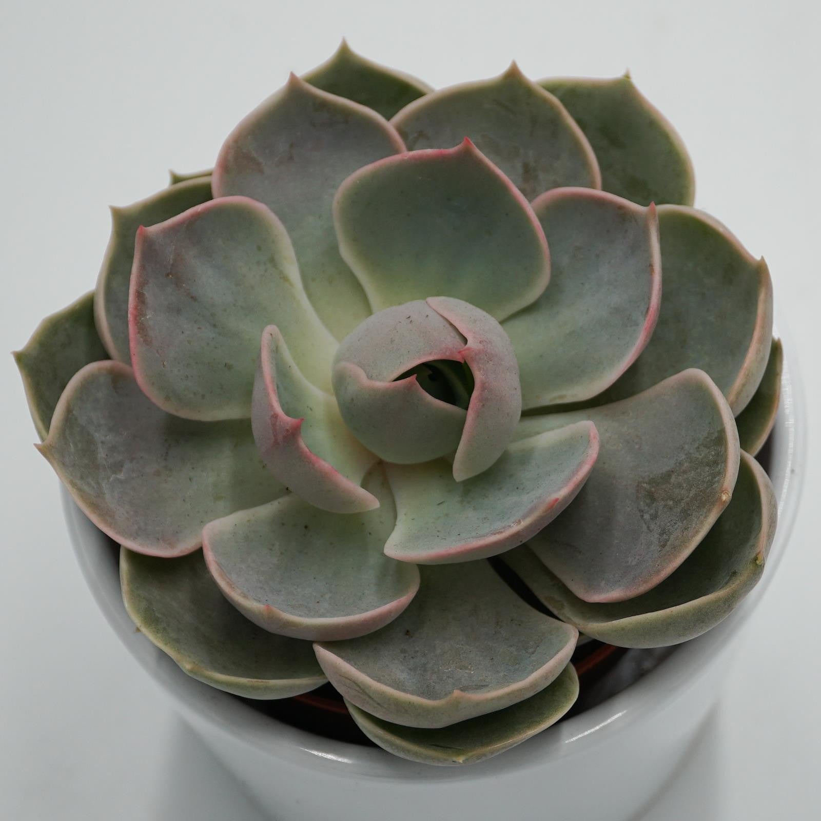 pasiora-echeveria-lotus-sukkulente-8-5cm-topf image 1