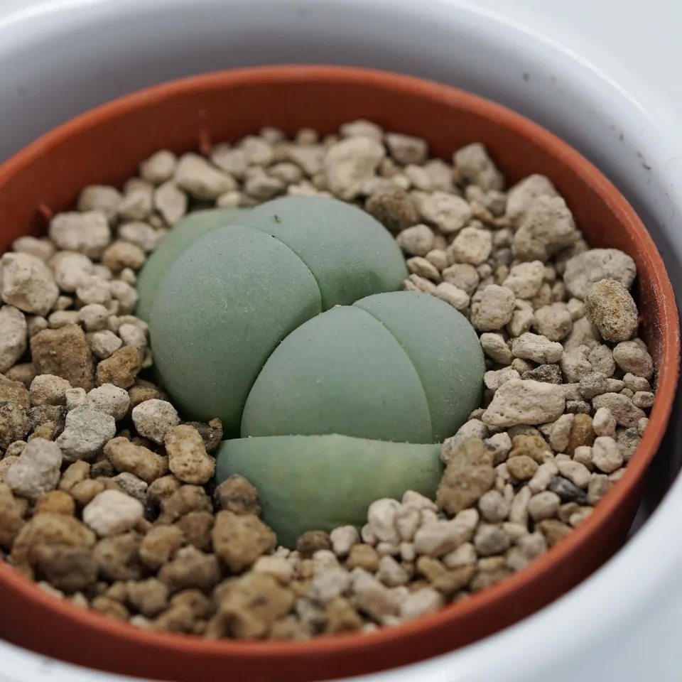 pasiora-dinteranthus-microspermus-subsp-puberulus-5-5cm image 1