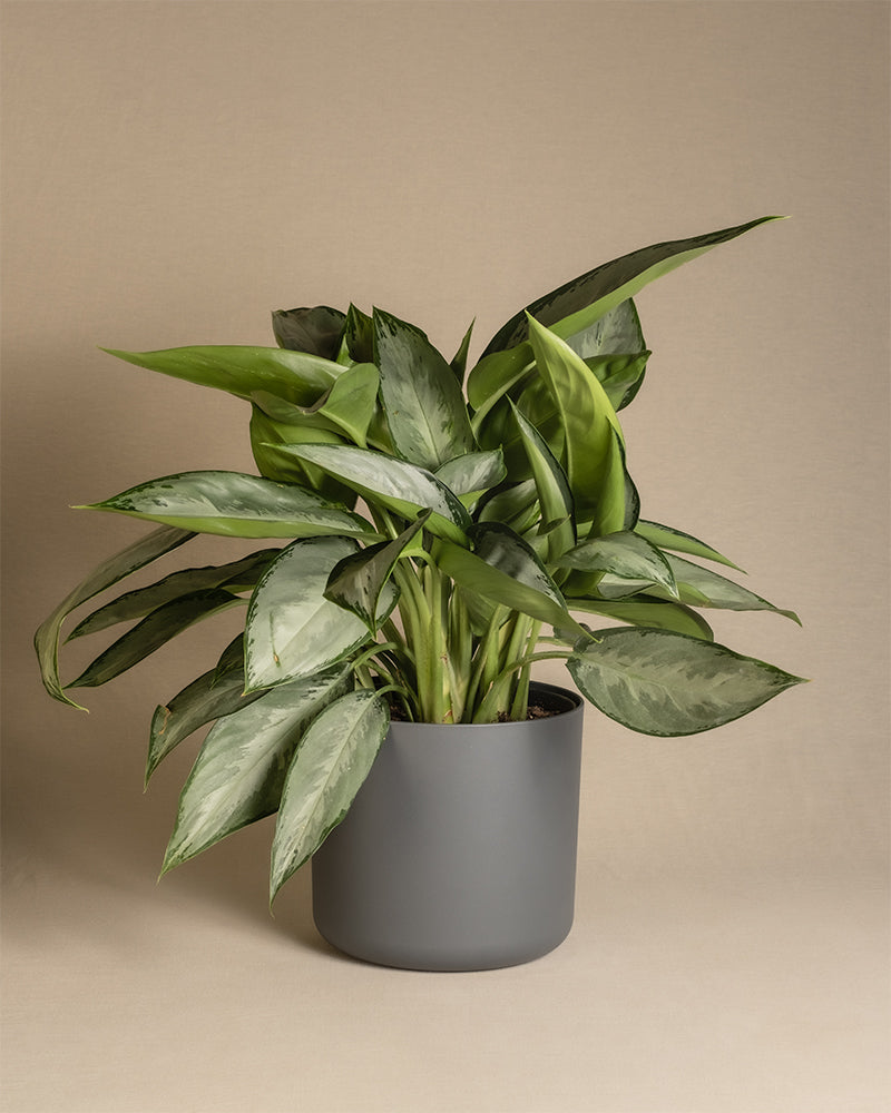 feey-aglaonema-silverado-kolbenfaden-50-60-cm image 8
