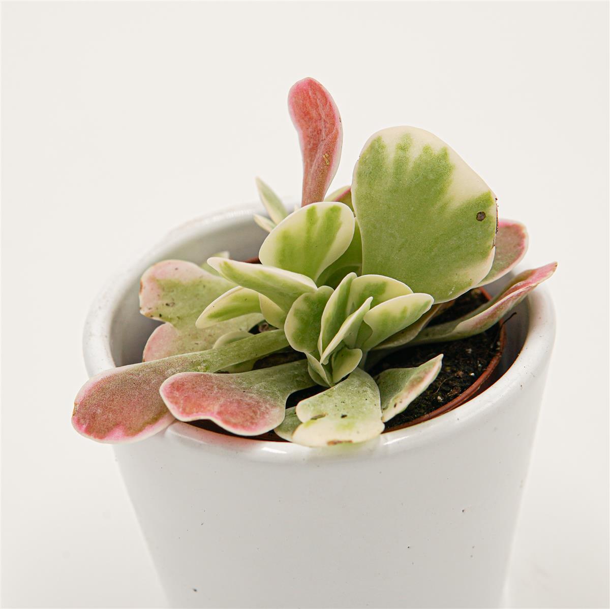 pasiora-kalanchoe-thyrsiflora-rainbow-6cm-sukkulente image 2