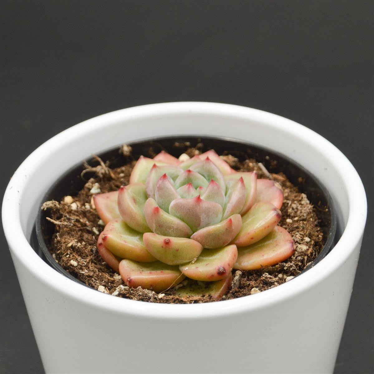 pasiora-echeveria-tiger-skin-sukkulente-9cm-topf image 2