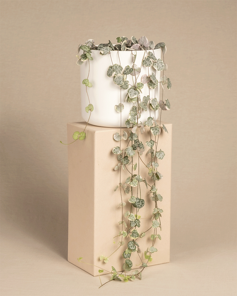 feey-leuchterpflanze-pink-variegata-ceropegia-woodii image 6