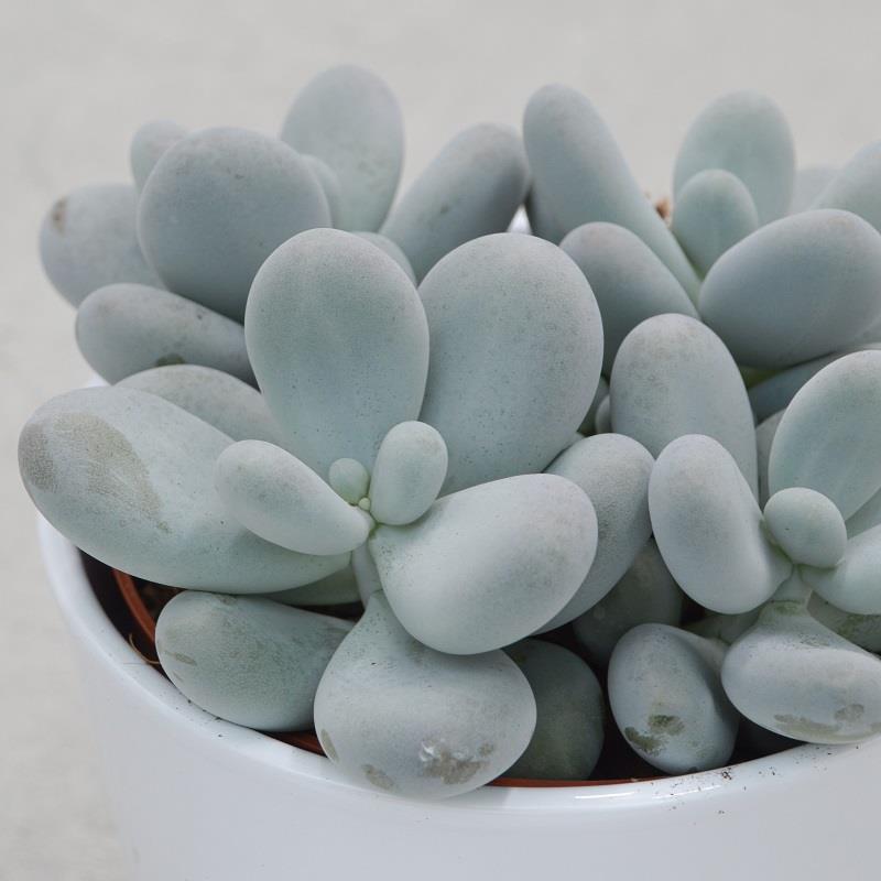 pasiora-pachyphytum-oviferum-sukkulente-mondstein-12cm image 2