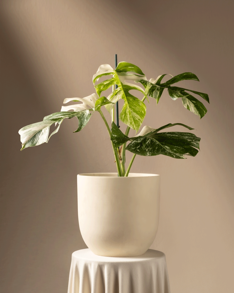 feey-monstera-deliciosa-variegata-fensterblatt-rarit-t image 6