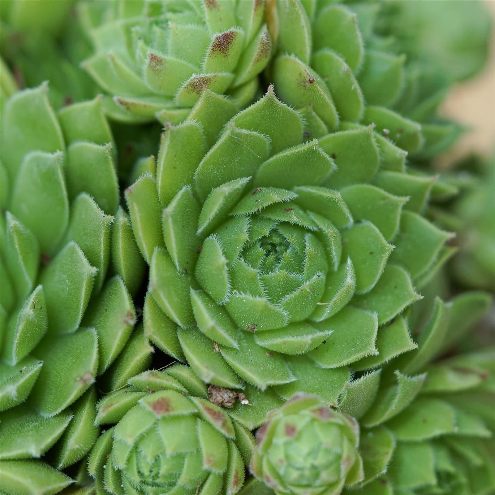 pasiora-sempervivum-mix-3-st-ck-sukkulenten-set-10-5-cm-t-pfe image 4