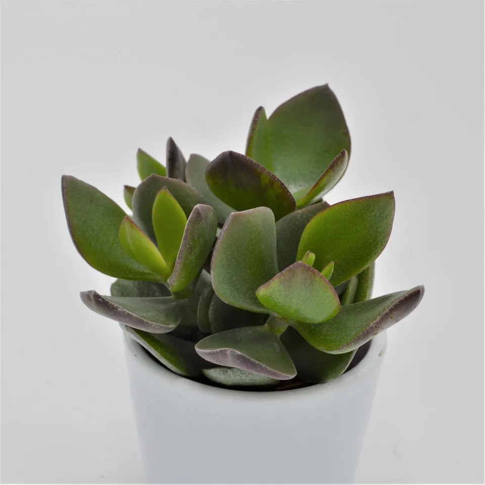 pasiora-crassula-hulk-5-5-cm-dickblatt-sukkulente image 1