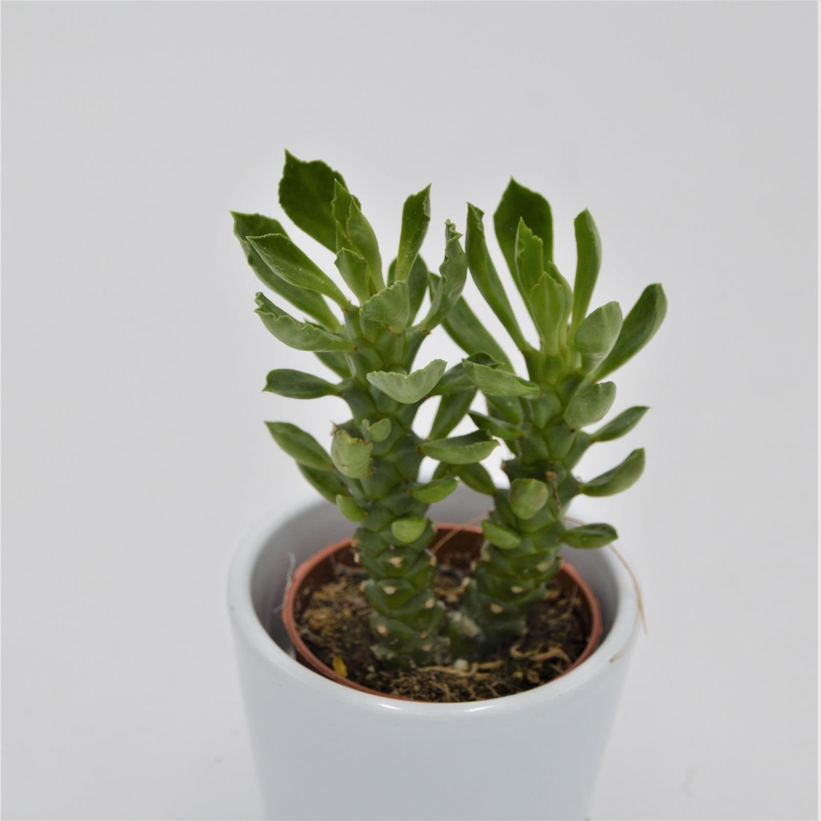 pasiora-euphorbia-neostapelioides-sukkulente-im-5-5cm-topf image 2