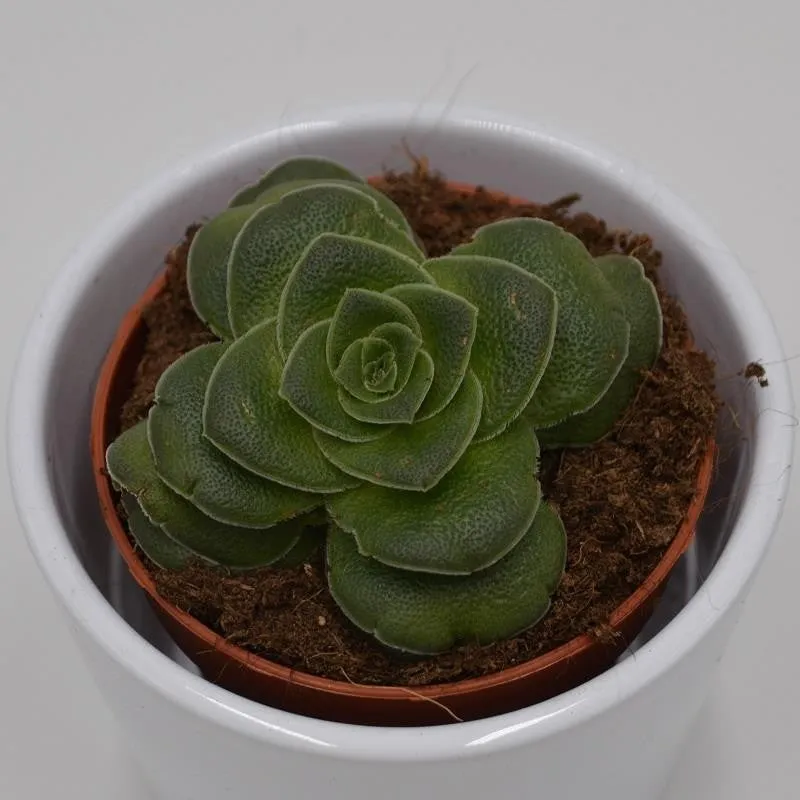 pasiora-crassula-capitella-v-turrita-sukkulente-8-5cm image 1