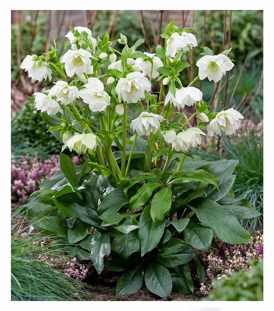 baldur-garten-gef-llte-christrose-viv-amalia-pflanze-im-9x9-cm-topf image 1