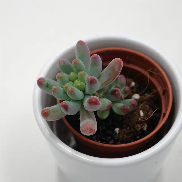 pasiora-sedum-weisneus-5-5-cm-sukkulente image 1