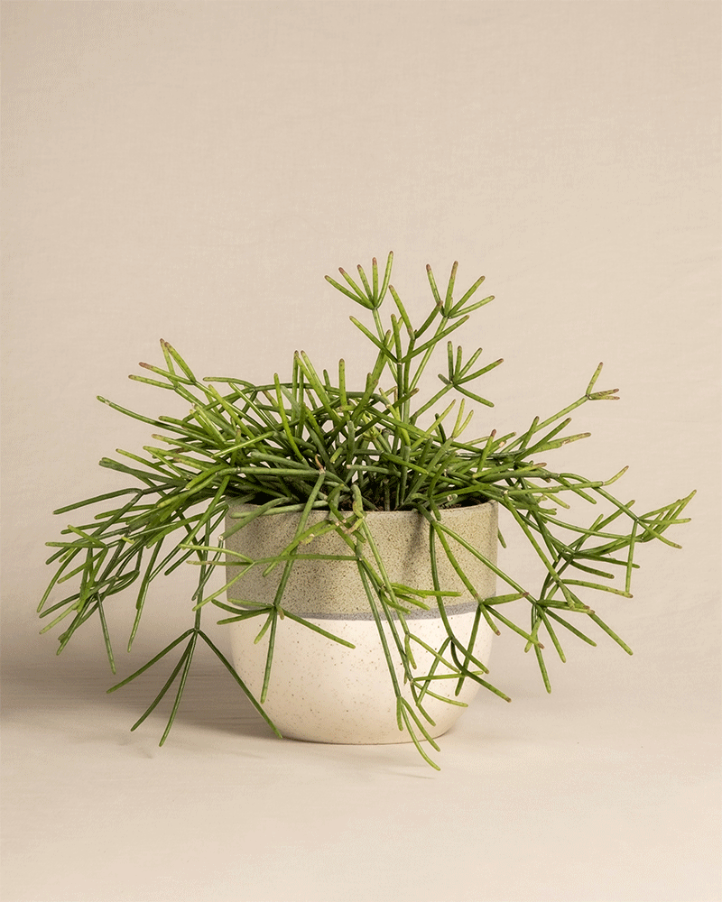 feey-rhipsalis-neves-armondii-zimmerpflanze-halbschattig image 5