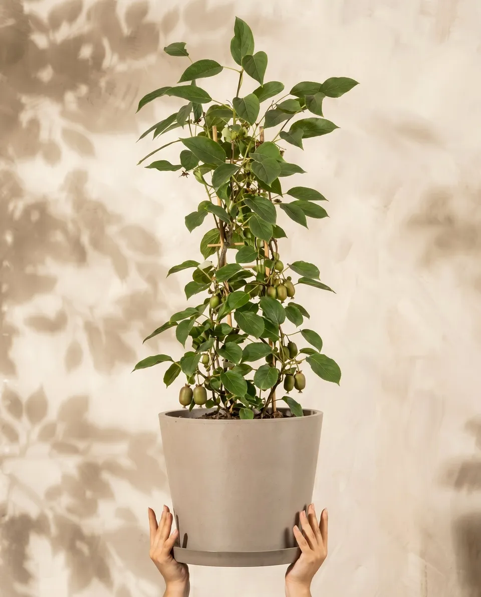 feey-mini-kiwi-actinidia-arguta-issai-obstpflanze image 1