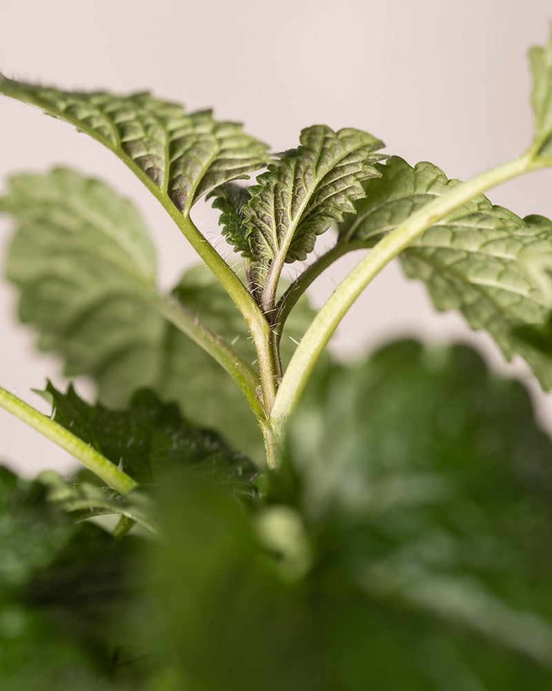 feey-zitronenmelisse-melissa-officinalis-kr-uterpflanze-essbar image 5