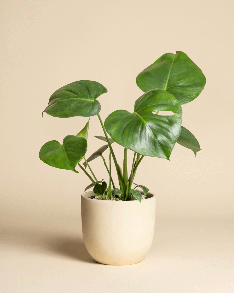feey-monstera-deliciosa-zimmerpflanze-fensterblatt image 5