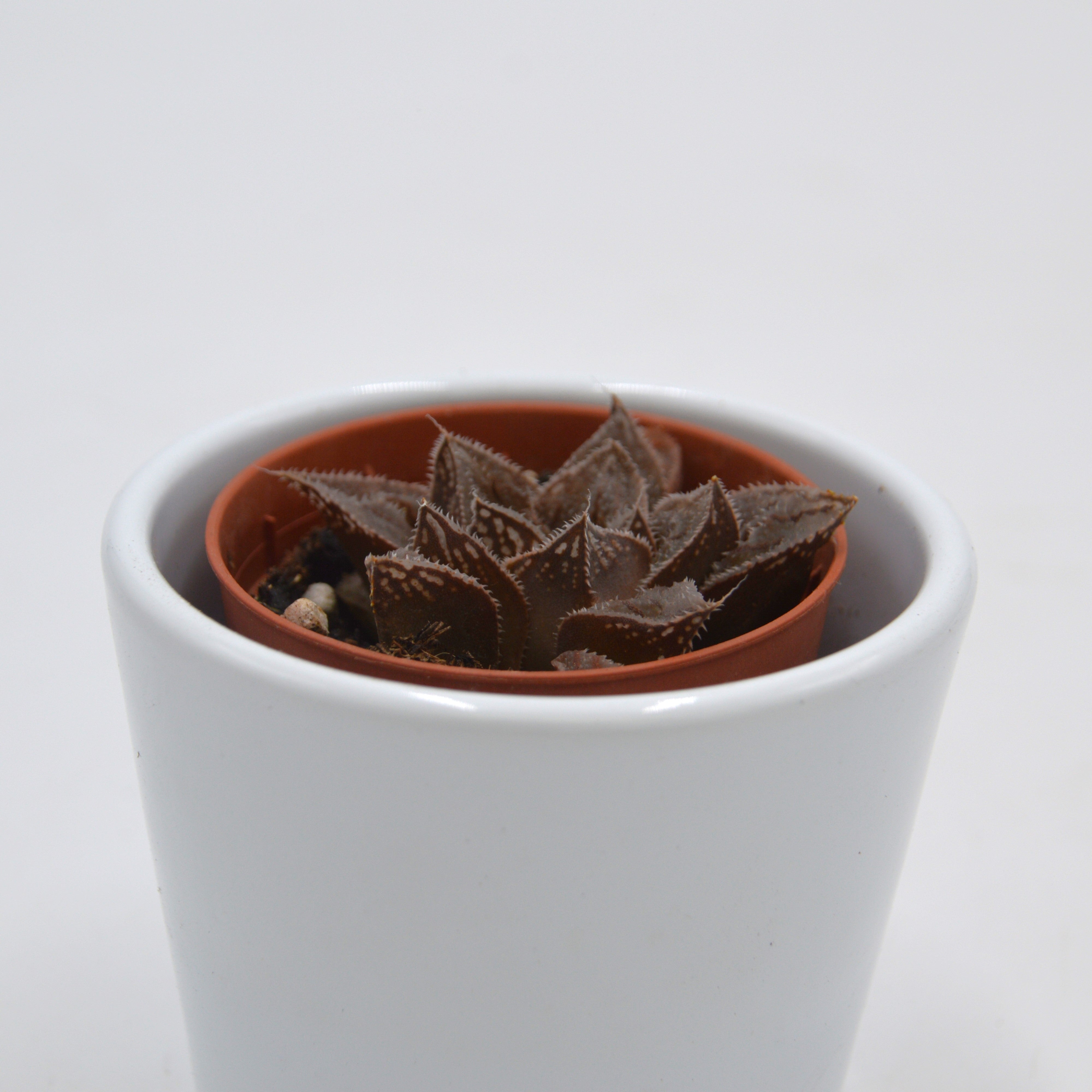 pasiora-haworthia-retusa-white-ghost-sukkulente-5-5cm image 5