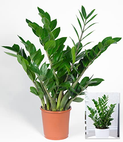 baldur-garten-zamioculcas-gl-cksfeder-pflanze-im-12-cm-topf image 6