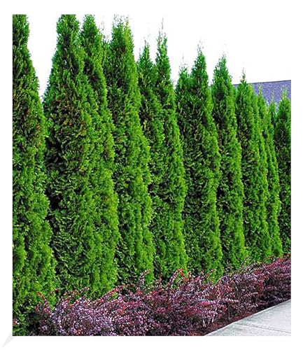 baldur-garten-10x-thuja-smaragd-lebensbaum-hecke-im-9x9-cm-topf image 8