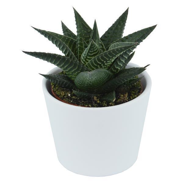 pasiora-haworthia-limifolia-sukkulente-6cm-topf image 3