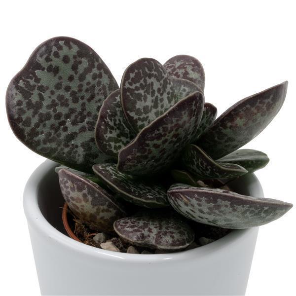 pasiora-adromischus-trigynus-sukkulente-5-5cm-topf image 1