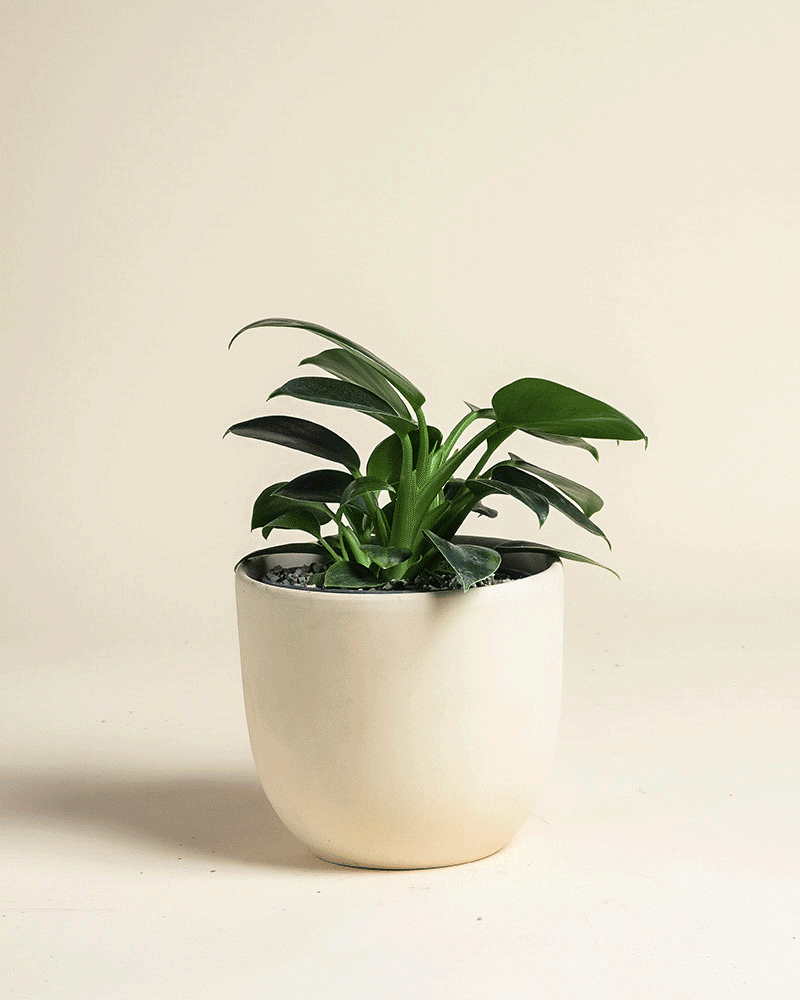 feey-philodendron-imperial-green-zimmerpflanze-baumfreund image 6