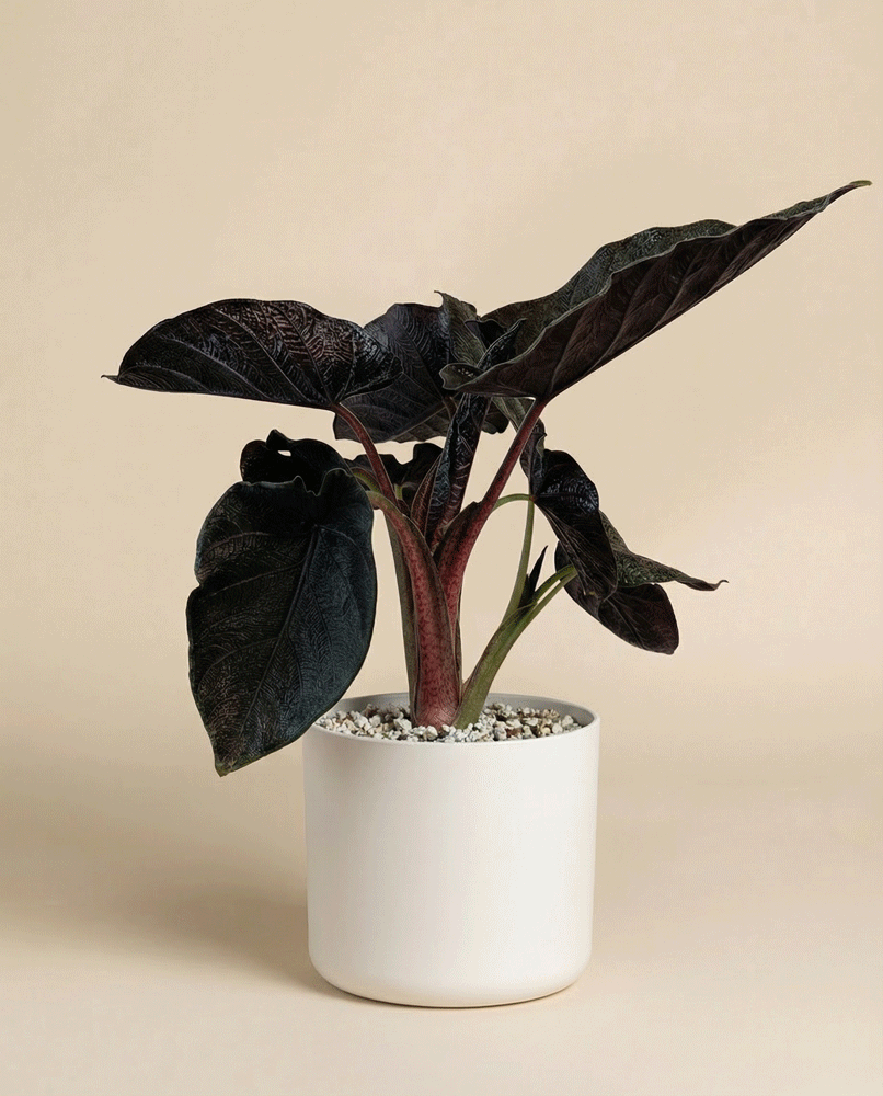 feey-alocasia-antoro-velvet-zimmerpflanze image 8