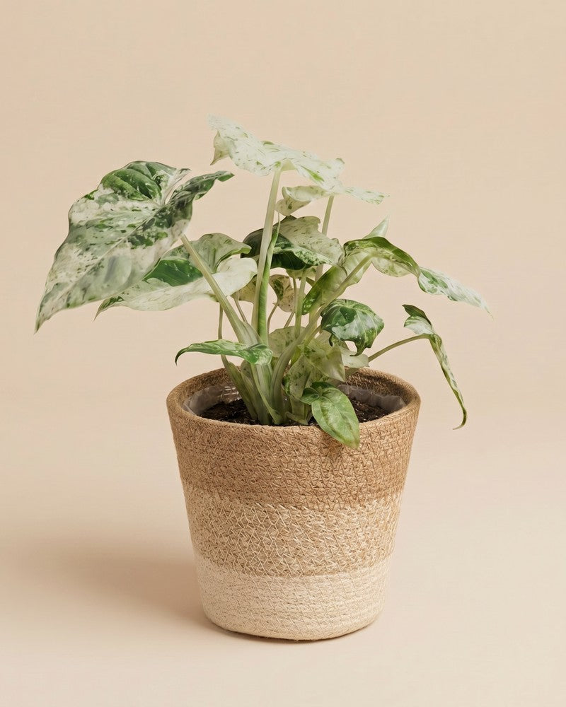feey-alocasia-macrorrhiza-splash-zimmerpflanze-klein image 8