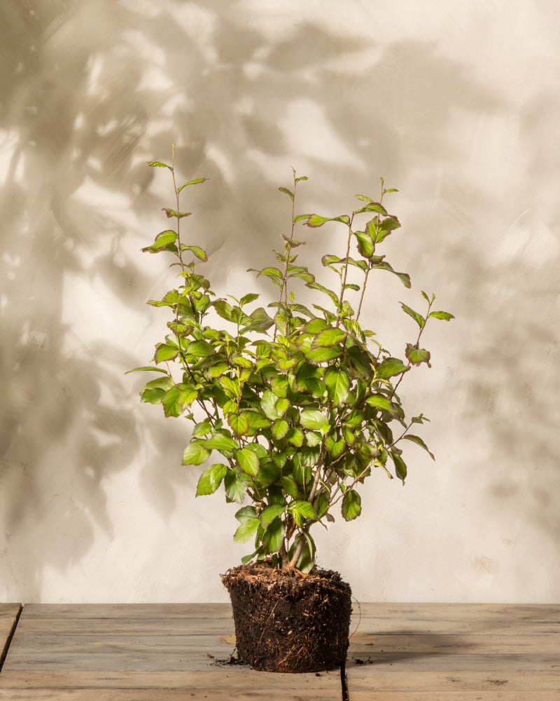 feey-parrotia-persica-eisenholzbaum-k-bel image 3