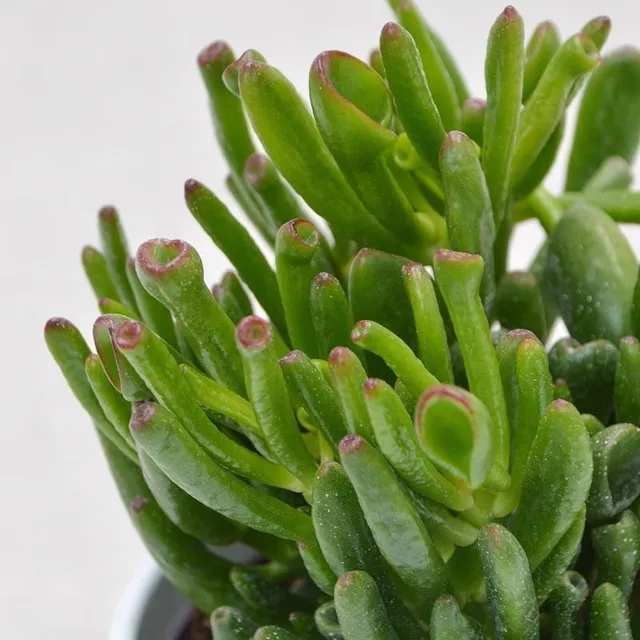 pasiora-crassula-ovata-coral-geldbaum-sukkulente-12cm-topf image 1