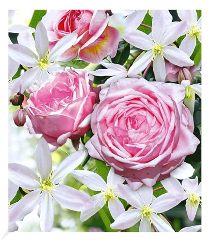 baldur-garten-2er-set-clematis-armandii-rose-nah-ma image 5