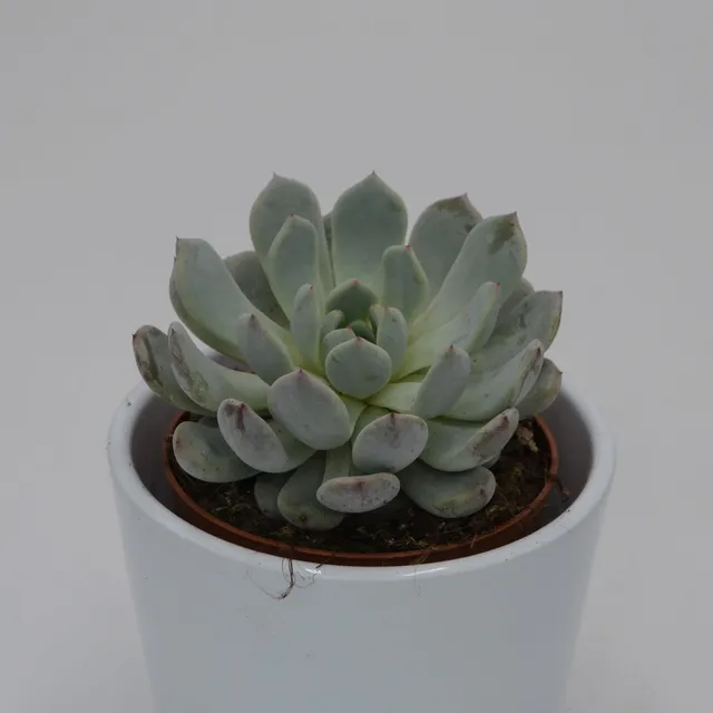 pasiora-echeveria-baena-sukkulente-8-5cm-topf image 1