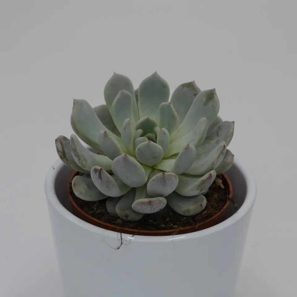 pasiora-echeveria-baena-sukkulente-8-5cm-topf image 1