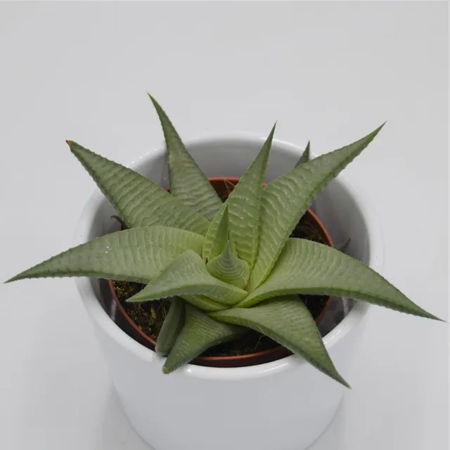 pasiora-haworthia-white-sukkulente-8-5cm image 1