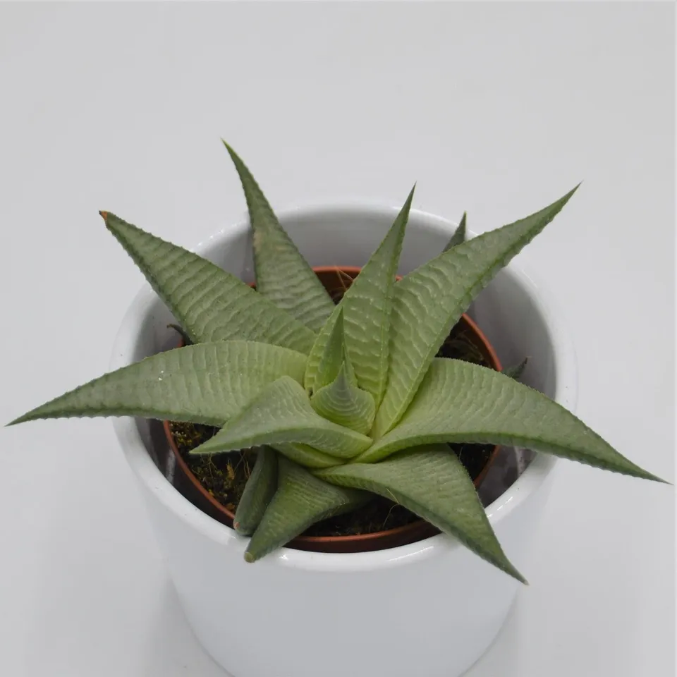 pasiora-haworthia-white-sukkulente-8-5cm image 1