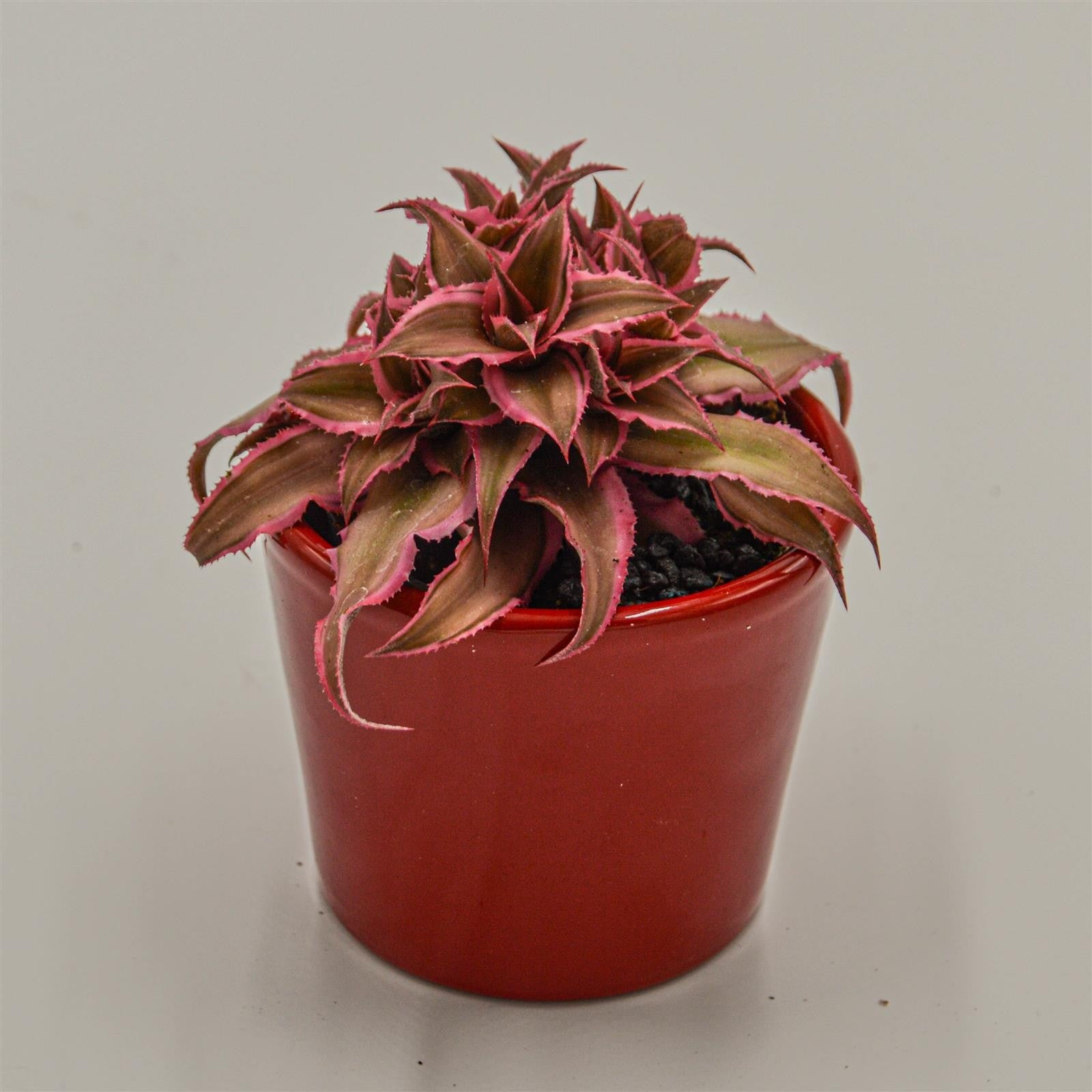 pasiora-cryptanthus-bivittatus-pink-star-erdstern-im-6cm-topf image 3