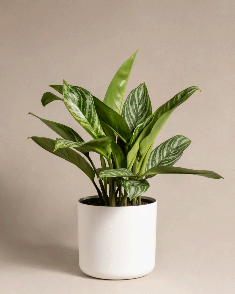 feey-aglaonema-stripes-kolbenfaden-mittel image 8
