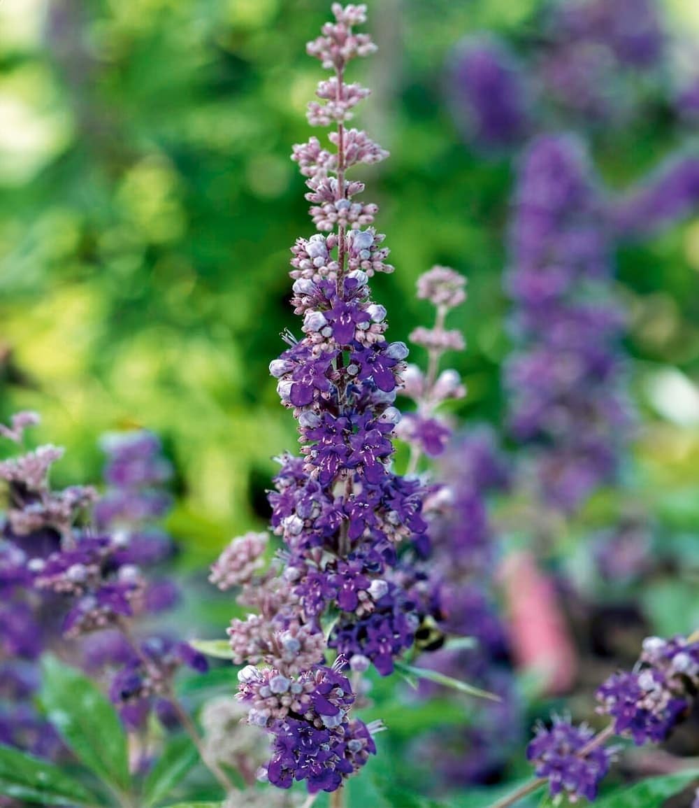 baldur-garten-m-nchspfeffer-queen-bee-vitex-zierstrauch image 3