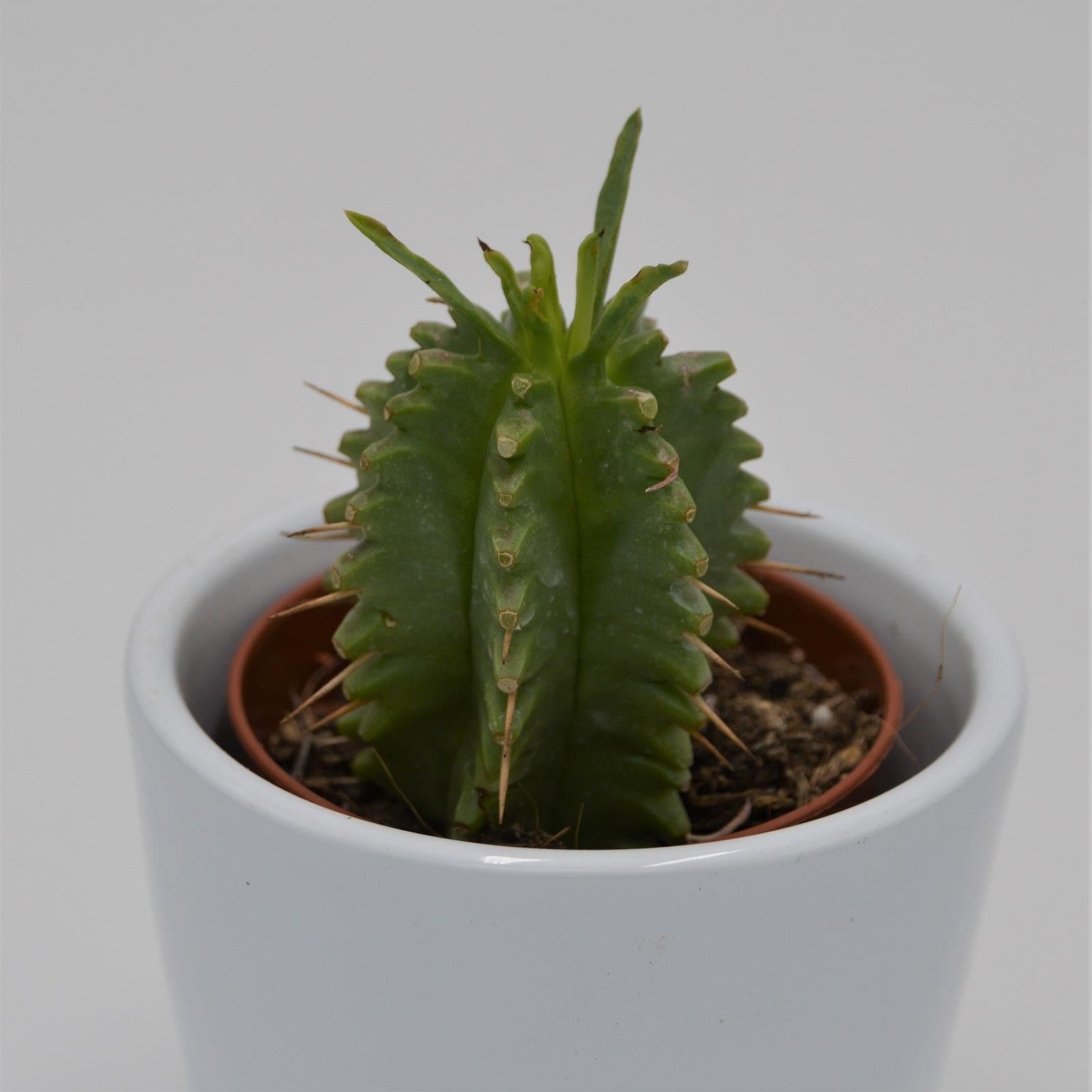 pasiora-euphorbia-japonica-sukkulente-im-5-5cm-topf image 1
