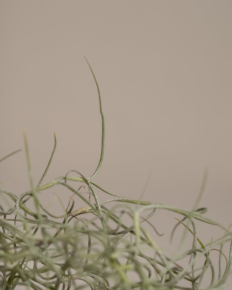 feey-spanisches-moos-tillandsia-usneoides-klein image 5